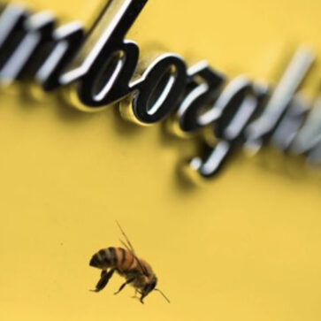 ランボルギーニが2016年から開始した養蜂事業を拡大中