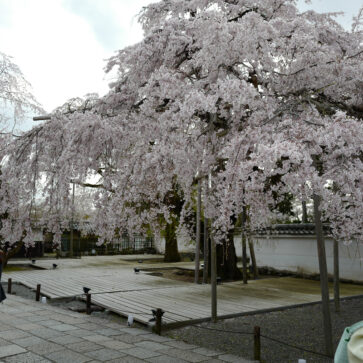 京都・醍醐寺へ満開の桜を愛でに行ってきた！フェラーリを発注したオートカヴァリーノさんの計らいにて特別な体験をさせていただくことに