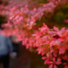 世界文化遺産、京都 醍醐寺の秋期夜間拝観へ！一部貸し切り、特別な夜と紅葉を堪能してきた