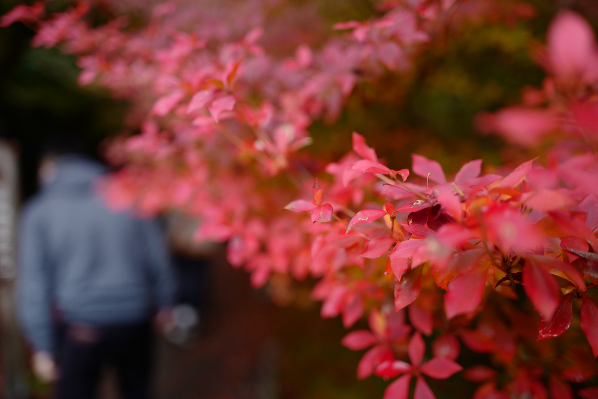 世界文化遺産、京都 醍醐寺の秋期夜間拝観へ！一部貸し切り、特別な夜と紅葉を堪能してきた