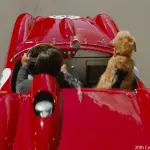 【ネタバレ】思わずいい映画に出会ったな・・・。「エンツォ　レーサーになりたかった犬とある家族の物語」