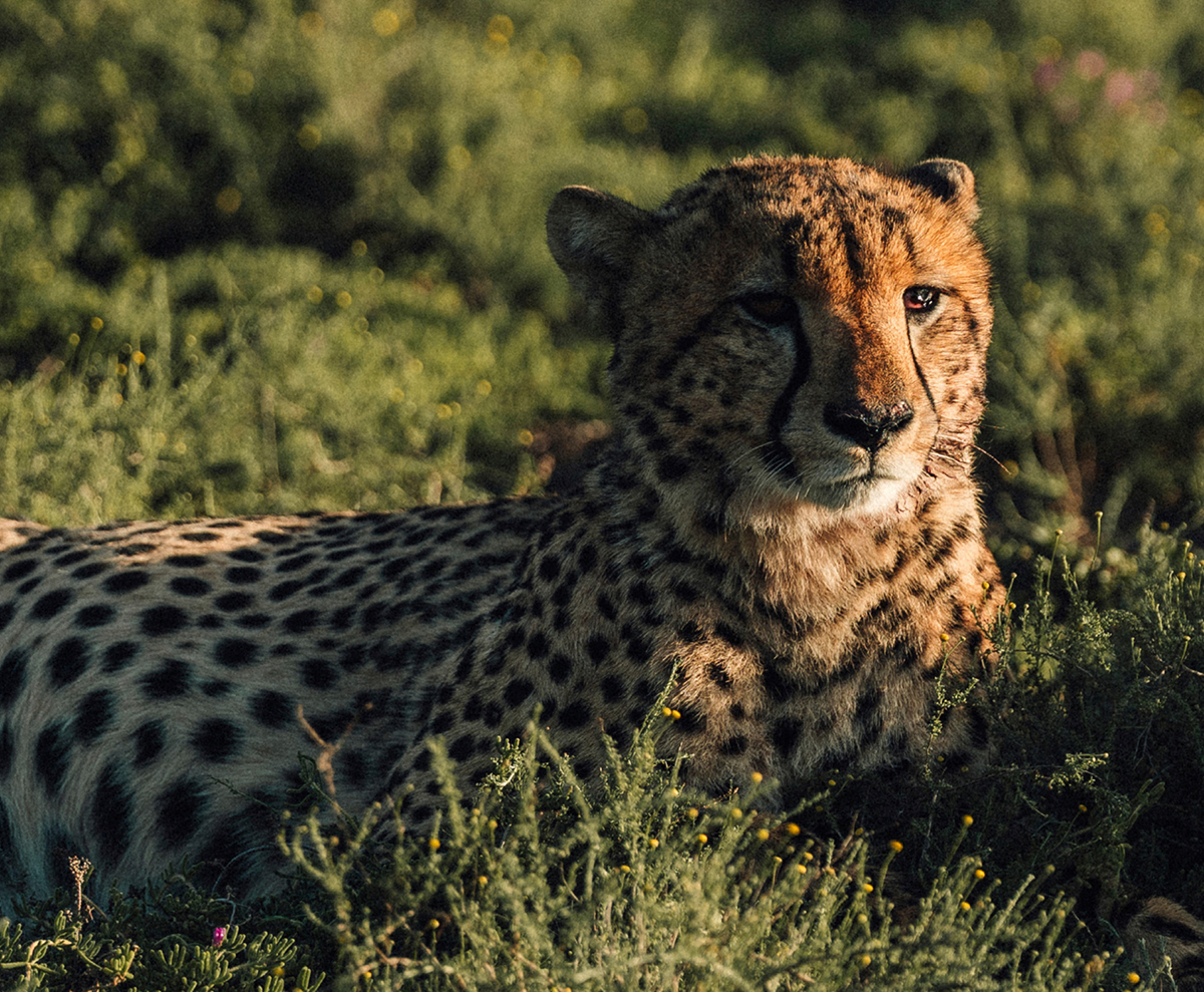ブガッティが南アフリカで開催したツーリングイベント「グランドツアー」にて野生動物