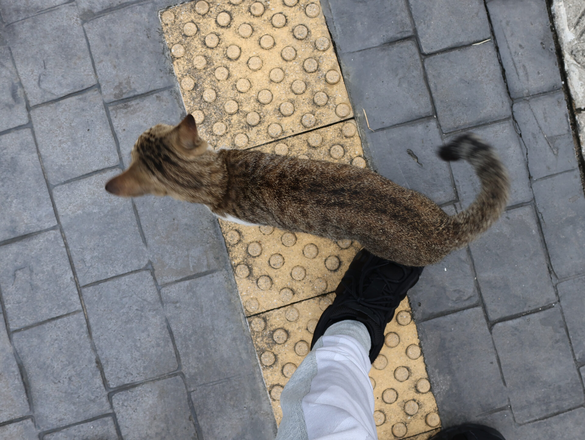 マレーシア クアラルンプールの「サロマリンク」にて地元猫