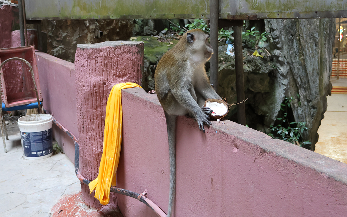 マレーシア クアラルンプールにあるバツー洞窟にて(猿)