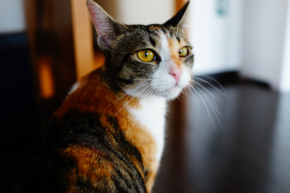 三毛猫