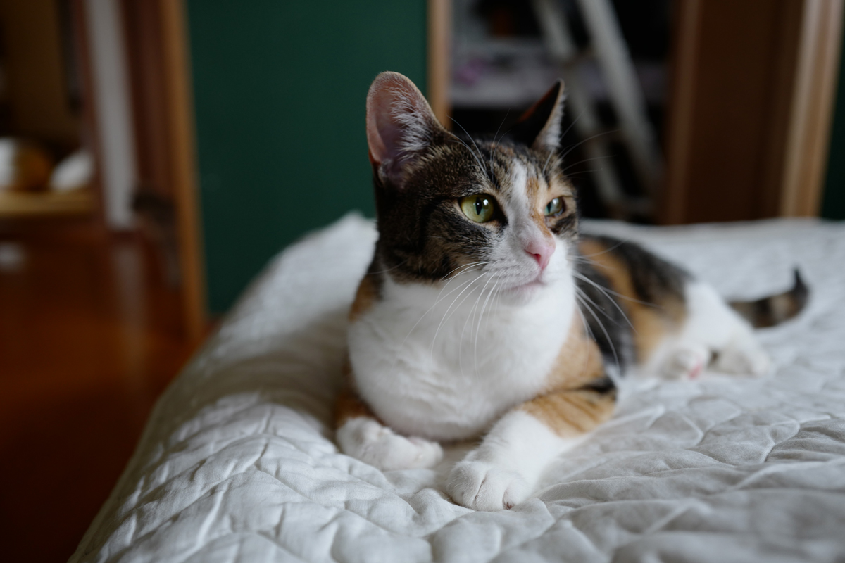 三毛猫
