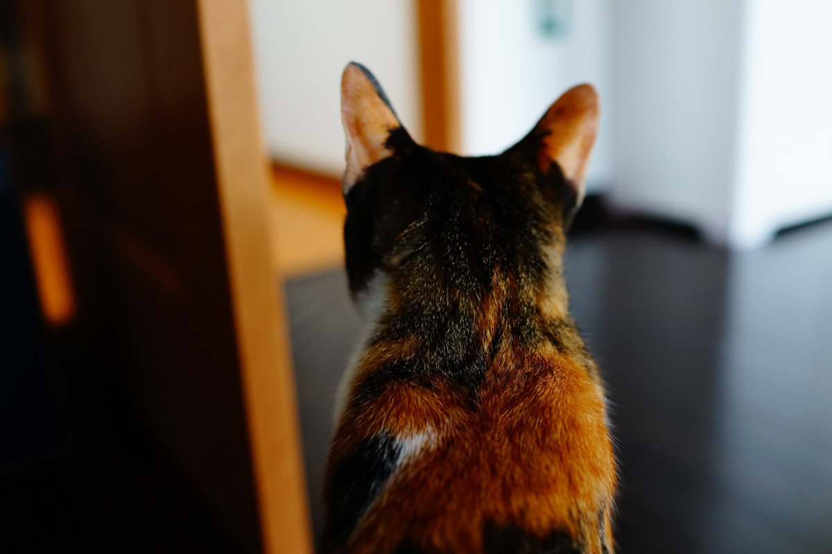 三毛猫の後頭部